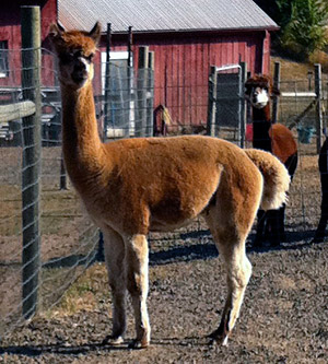 Alpaca For Sale - Cochiti's Sorrento at Aragon Alpacas