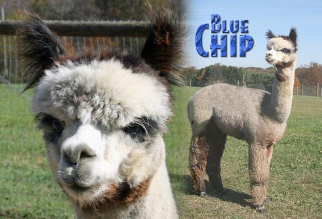 Sire- Blue Chip