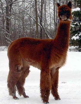 Alpaca For Sale - Mafutu's Summer Solstice at Aragon Alpacas