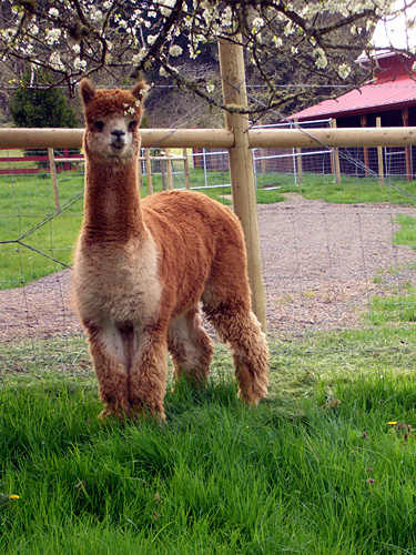 Alpaca For Sale - Canzelle's Orion at Aragon Alpacas