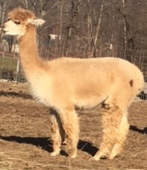 Alpaca For Sale - Grazeland's Glimmer at Hidden Pastures, LLC