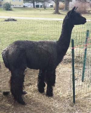 Alpaca For Sale - Black and Silver Giada at Color Your Herd Alpacas