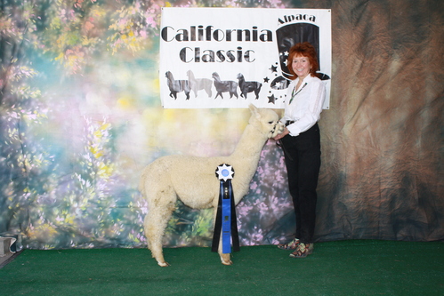 Cria- Hawkeye's Mohican