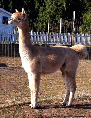 Alpaca For Sale - Rudolfo's Troubadour at Aragon Alpacas