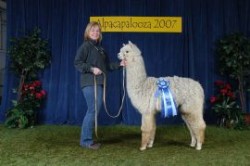 Alpaca For Sale - Merrimac's Sasha at Alpaco Farm 