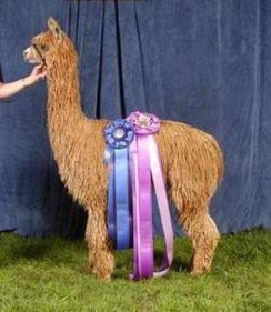 Alpaca For Sale - Torbio's Maserati at Alpine Suri Alpacas