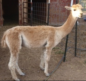 Alpaca For Sale - WTR Apollo at Wyoming Dream Alpacas