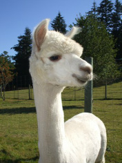 Alpaca For Sale - Gawain at Alpaco Farm 