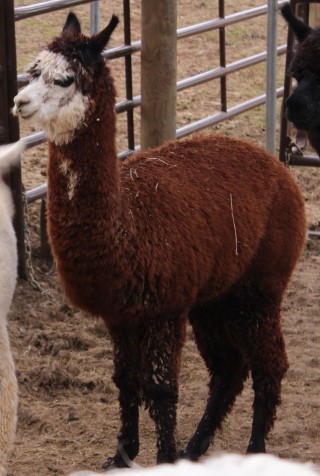 Tosca's 1st Cria, Lorenzo