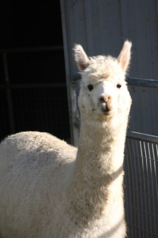 Alpaca For Sale - Columbia Mist Commodore's Corina at Columbia Mist Alpacas