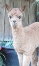 Sasha's latest cria