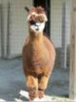 Alpaca For Sale - Fantasy's Isabella at Emelise Alpacas