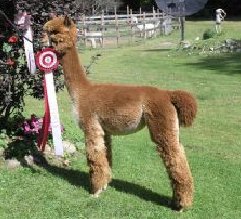 Alpaca For Sale - AMB Lucky Lady Olga at Log Cabin Farm Alpacas, LLC