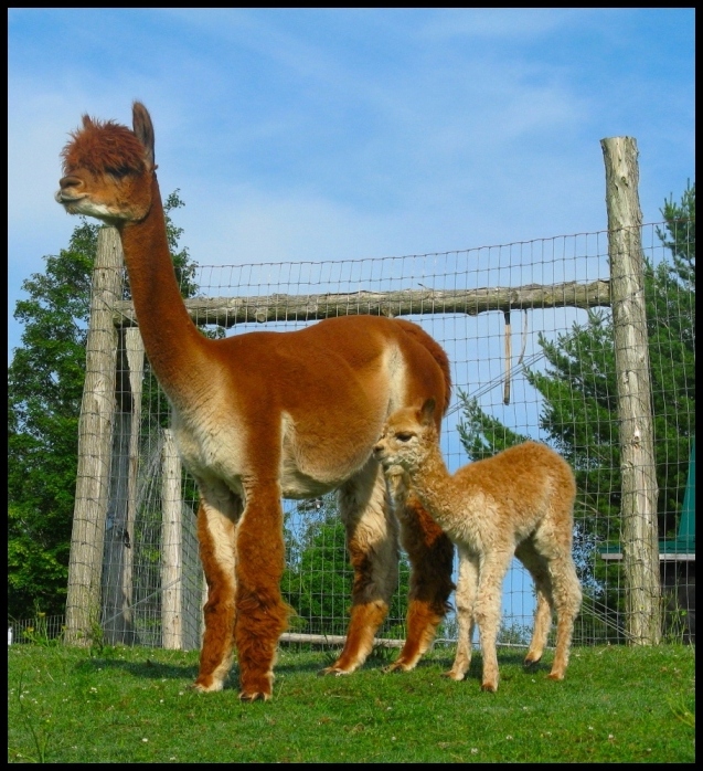 Olga with cria by side