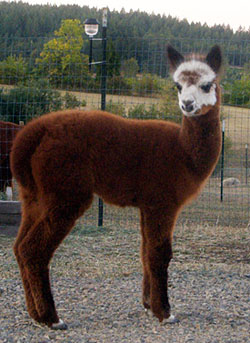 Alpaca For Sale - Vivaldi's Gitana at Aragon Alpacas