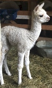 Alpaca For Sale - Shylo at Golden Life Ranch Alpacas, LLC