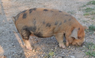 Pig For Sale - breeding quality ginger/black/white double wattled gilt at At Witsend Farm