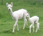 Gloria as cria w/  Dam Topaz