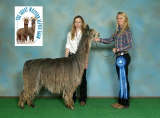 Alpaca For Sale - WRSA Shadow at Wildlife Ranch Suri Alpacas