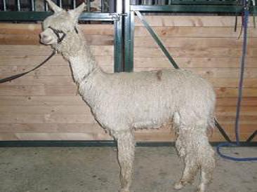 Alpaca For Sale - RGSA AWH Apache's Tomahawk at Frogs Creek Farm