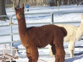 Alpaca For Sale - APV Holly Berry at Color Your Herd Alpacas