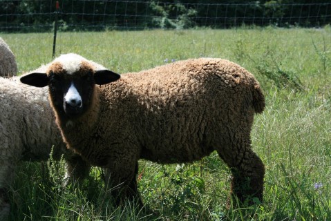 Sheep For Sale - Rhiannon's Ram Lamb - Cormo Cross at Moonglow Farm Alpacas, LLC