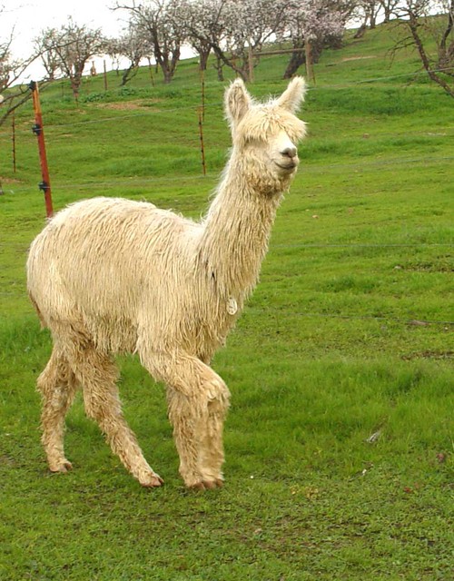 Alpaca For Sale - Winter's Primavera at SoCal Suri Alpacas