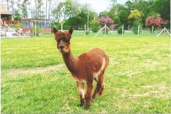 Alpaca For Sale - Forever Precious Obsidian at Meadows Edge Alpaca Ranch