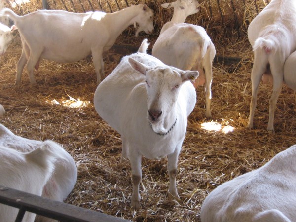 Goat For Sale - Saanen Goats For Sale at Chulowat farms