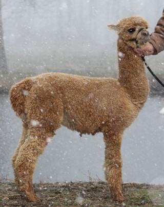 Alpaca For Sale - Hidden Pastures Golden Snitch at Hidden Pastures, LLC