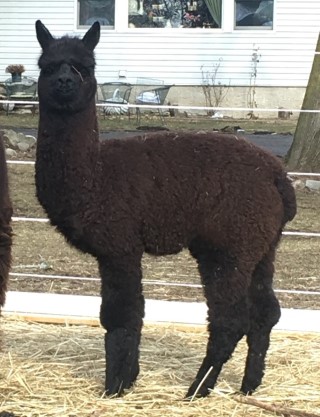 Alpaca For Sale - Hidden Pastures Harmony at Hidden Pastures, LLC