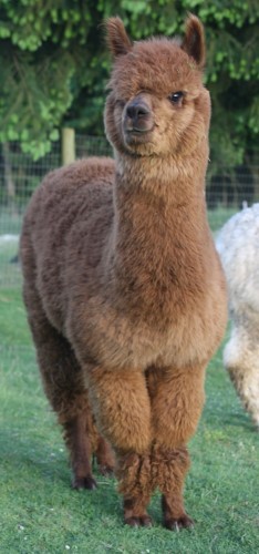 Alpaca For Sale - Columbia Mist Elberto's Serena at Columbia Mist Alpacas