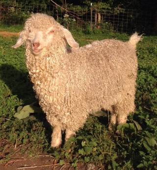 Goat For Sale - Hidden Pastures Dove at Hidden Pastures, LLC