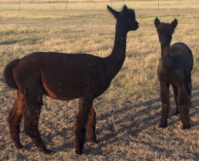 Sofija and cria Emma