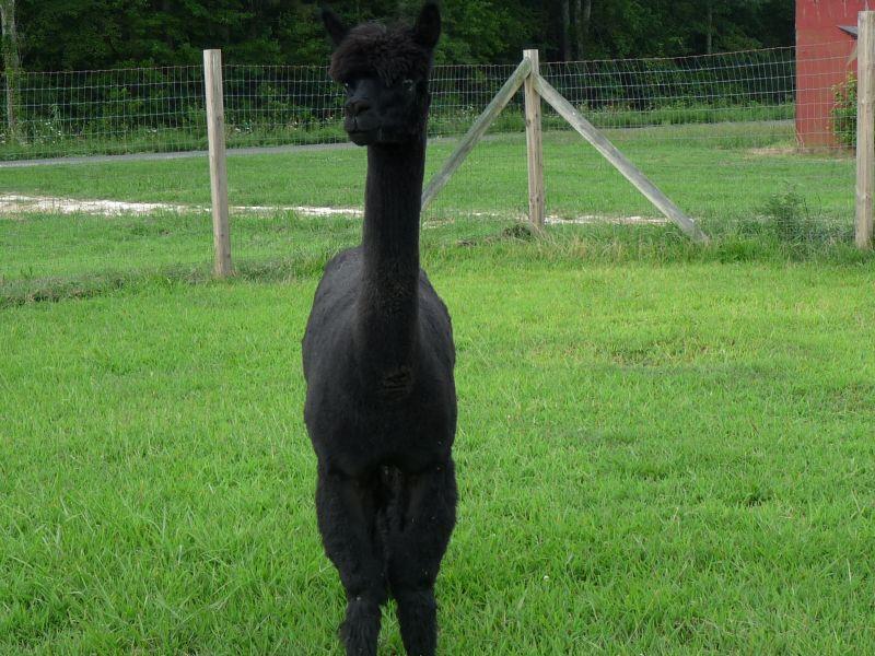 Alpaca For Sale - BSF Inkberry at Meadows Edge Alpaca Ranch