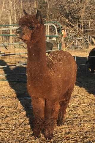 Alpaca For Sale - Hidden Pastures Cherry Blossom at Hidden Pastures, LLC