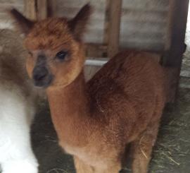 Alpaca For Sale - Anka's Miss Stormy Rose at Color Your Herd Alpacas