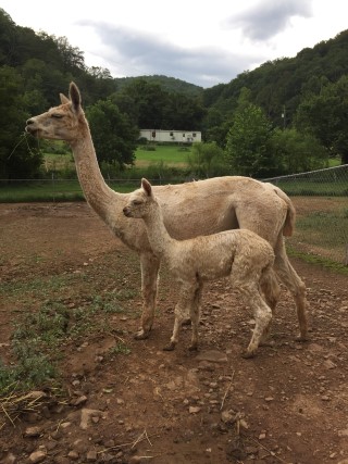 Alpaca For Sale - MIMA Jealousy at Frogs Creek Farm