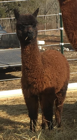 Alpaca For Sale - Hidden Pastures Highly Desireable at Hidden Pastures, LLC