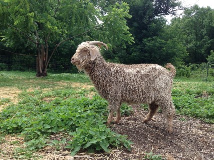 Goat For Sale - SVMF Delphinus at Hidden Pastures, LLC