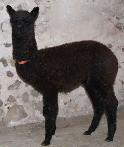 Alpaca For Sale - MAMGB Suluta 