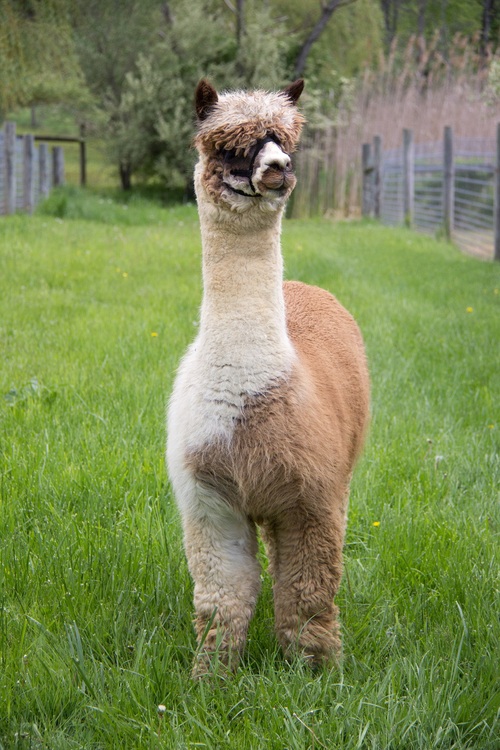 Alpaca For Sale - Emelise's Champas at Emelise Alpacas