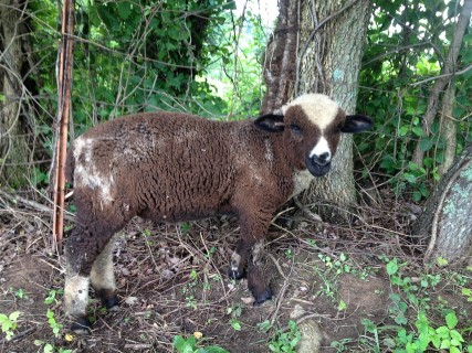 Sheep For Sale - Sir Pepper at Moonglow Farm Alpacas, LLC