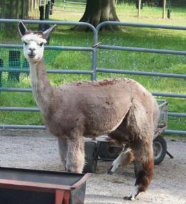 Alpaca For Sale - IMA Irish Rose 'Missy' at Color Your Herd Alpacas