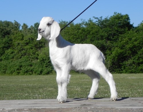 Goat For Sale - 3/4 Savanna Wethers at Griffin Sport Horses & Goats