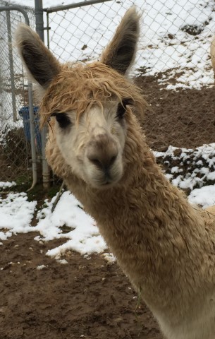 Alpaca For Sale - Libertee of Frogs Creek at Frogs Creek Farm