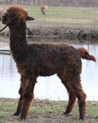 Alpaca For Sale - Hidden Pastures High Maintenance at Hidden Pastures, LLC