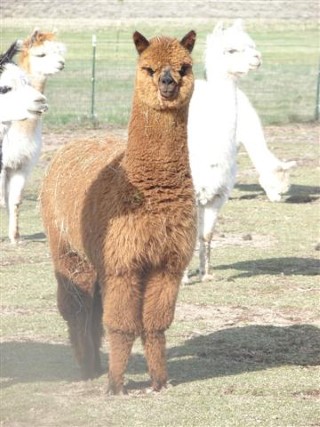 2011 cria El Dorado