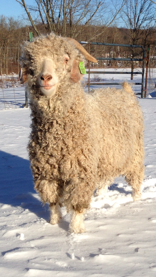 Goat For Sale - Giradelli at Hidden Pastures, LLC