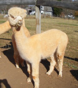 Alpaca For Sale - CLS Accoyo Jillian at AlpacaBarns Classic Accoyos